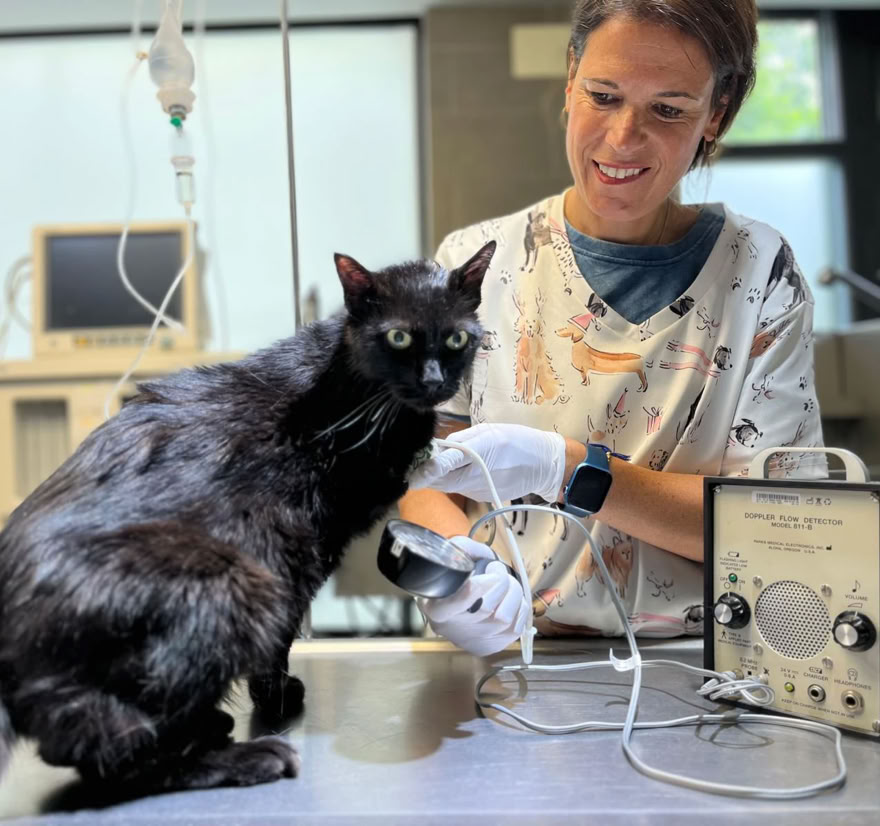 Veterinaria realizando una ecografía doppler a un gato en la clínica veterinaria El Jardín.