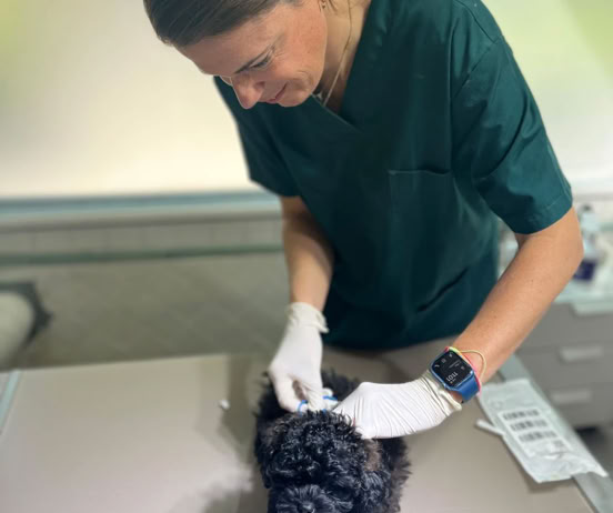 Veterinaria colocando el microchip a un perro en la clínica veterinaria El Jardín.