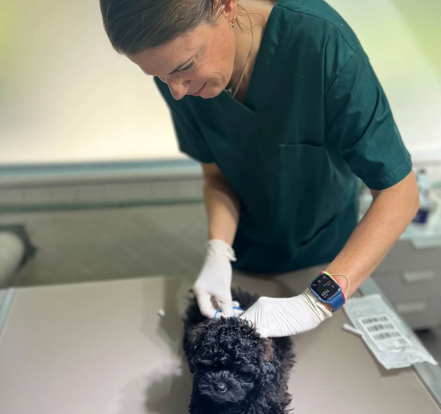 Veterinaria colocando el microchip a un perro en la clínica veterinaria El Jardín.