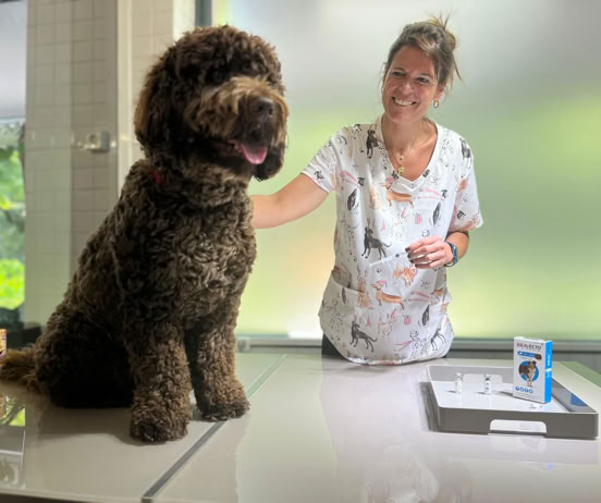 Veterinaria realizando tratamiento de desparasitación a un perro en la clínica veterinaria El Jardín.
