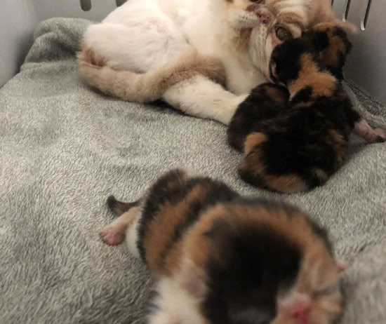 Gata junto con sus cachorros tras haberlos dado a luz en la clínica veterinaria El Jardín.