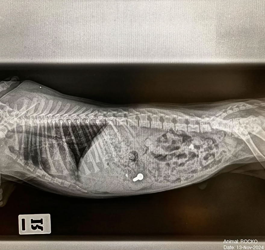 Veterinaria observando cuerpo extraño en el abdomen de un perro a través de una radiografía en  la clínica veterinaria El Jardín.
