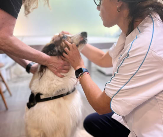 Veterinaria realizando chequeo a un perro en la clínica veterinaria El Jardín.