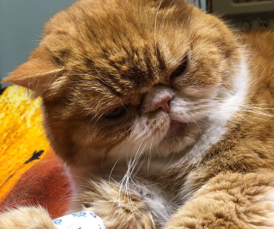 Gato hospitalizado en la clínica veterinaria El Jardín.