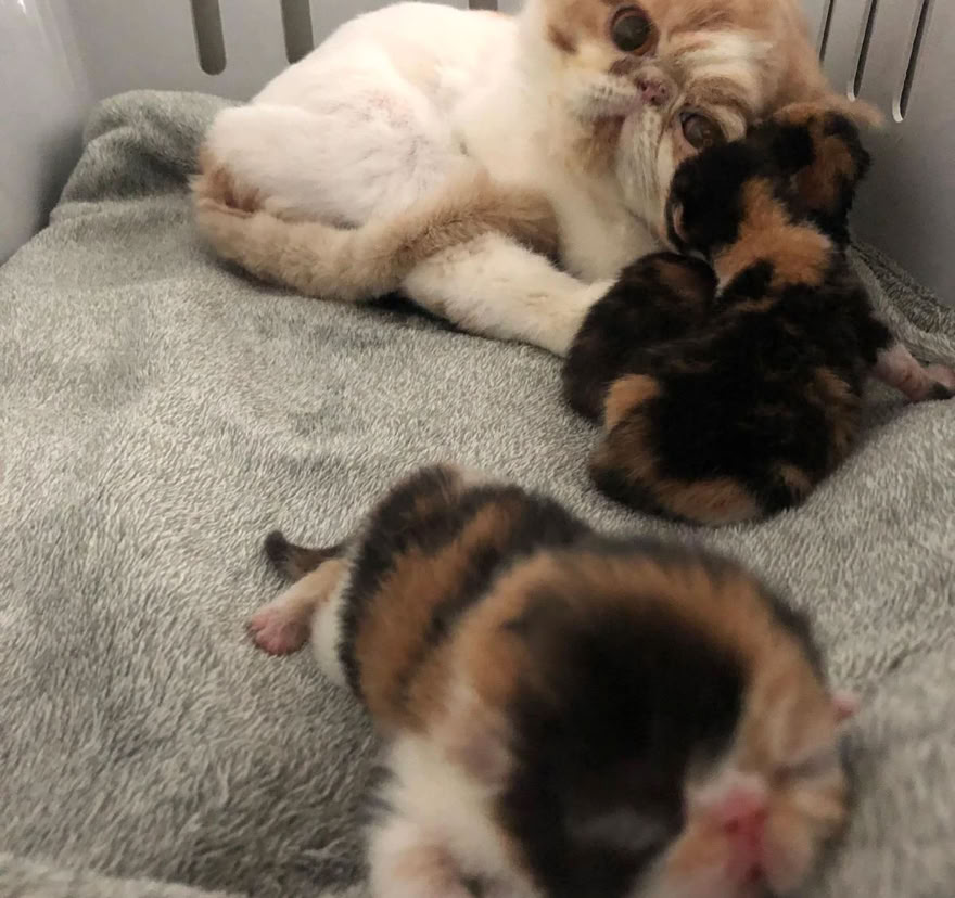 Gata junto con sus cachorros tras haberlos dado a luz en la clínica veterinaria El Jardín.