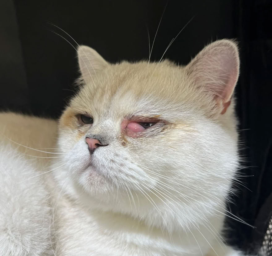 Gato con una afección ocular que está siendo tratado en la clínica veterinaria El Jardín.