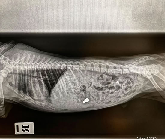 Veterinaria observando cuerpo extraño en el abdomen de un perro a través de una radiografía en  la clínica veterinaria El Jardín.