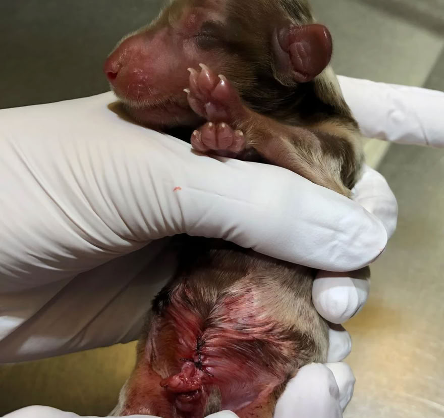 Teckel macho recién nacido tras haberle practicado una cirujía en la clínica veterinaria El Jardín.